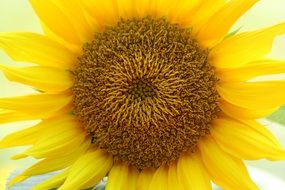 big yellow sunflower