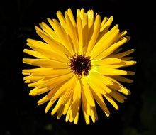 yellow flower on black