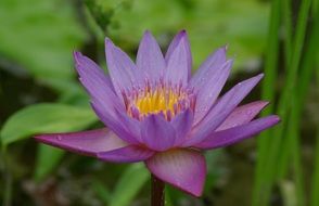 purple water lily close-up on a blurred background