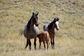 landscape of Wild horses on pasture