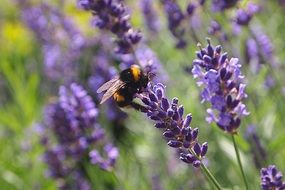 bumblebee sitting on a lavender flower