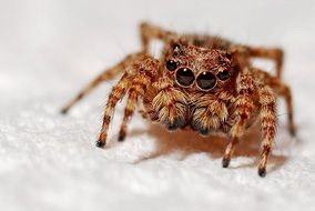 fluffy brown many-eyed spider