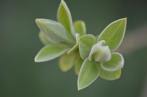small green bud plant