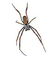 Spider with long legs on a white background