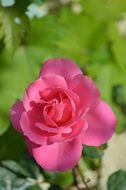 pink rose bloom, macro view