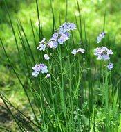purple flower in field