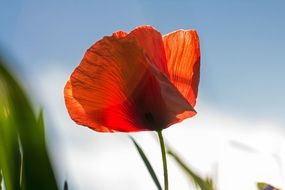Close-up of the beautiful red gradient poppy flower among the grass