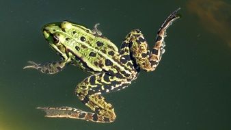 green frog swims in the pond