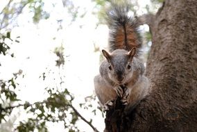 cute squirrel in park portrait