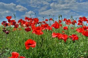 red poppies on the field