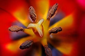 inside a Tulip Bud