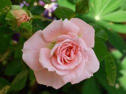 breathtaking pink flower rose