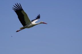 stork flying in clear blue sky