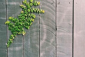 green plant on a wooden fence