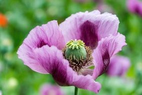 opened purple poppy flower bloom on a blurred background