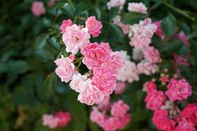 light pink roses bushes