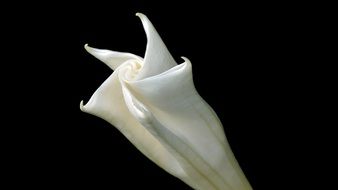 White flower on a black background