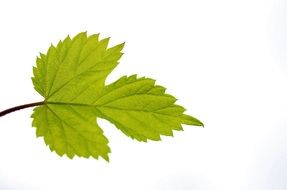 Green leaf on a white background