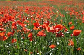 beautiful poppy field