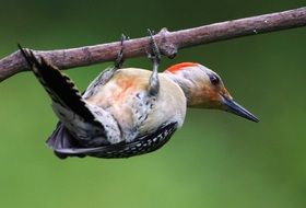 red-bellied woodpecker