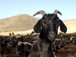 Black goat flock