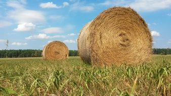 straw on the field on a sunny day