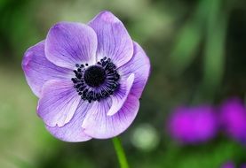 light purple anemone on a blurry background