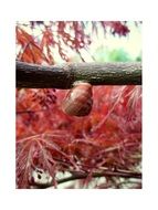 Snail on the tree in summer