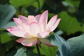 Beautiful pink lotus flower in nature