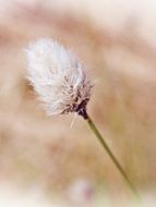 cottongrass is a fluffy plant