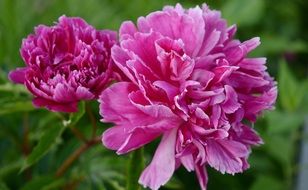 Pink peonies close-up