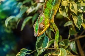 green brown chameleon on branch on a blurred background