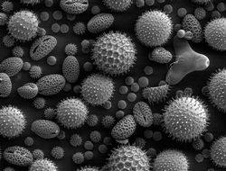 Pollen from microscope clipart