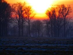 Orange skyline during sunset behind trees in winter