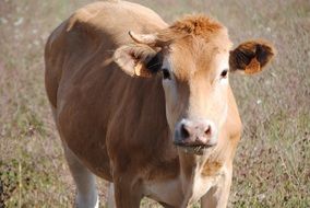 brown cow in a field close up