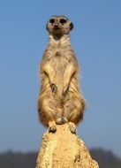 sitting meerkat