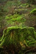 Close-up of the trees in green moss in the forest