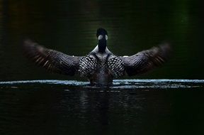 bird with a wide wingspan on the water in the dark