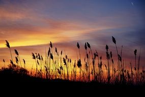 beautiful sunset on a wild meadow