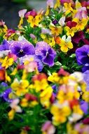 bright colorful pansies close-up