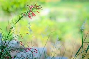Beautiful flowers in summer