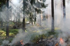 Fire in a forest