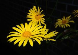 bright yellow flowers on the black background