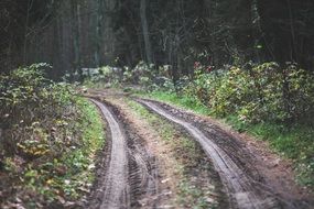 offroad in a forest