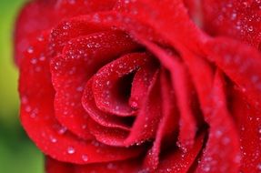 rosebud with dew drops