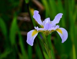 delightful dutch iris