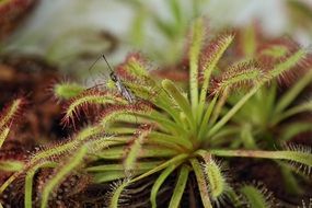 green sundew caught mosquito closeup