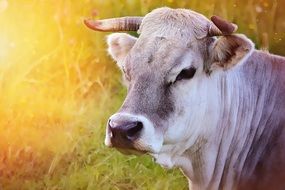 animal cattle