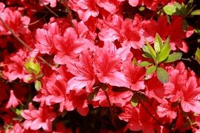 Red azalea flowers in spring