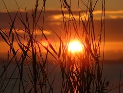 Picturesque sunset behind the plants